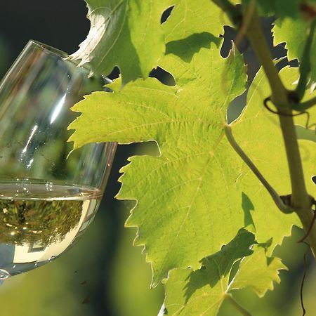 Weingut Rosenbaum Lägenhet Briedel Exteriör bild