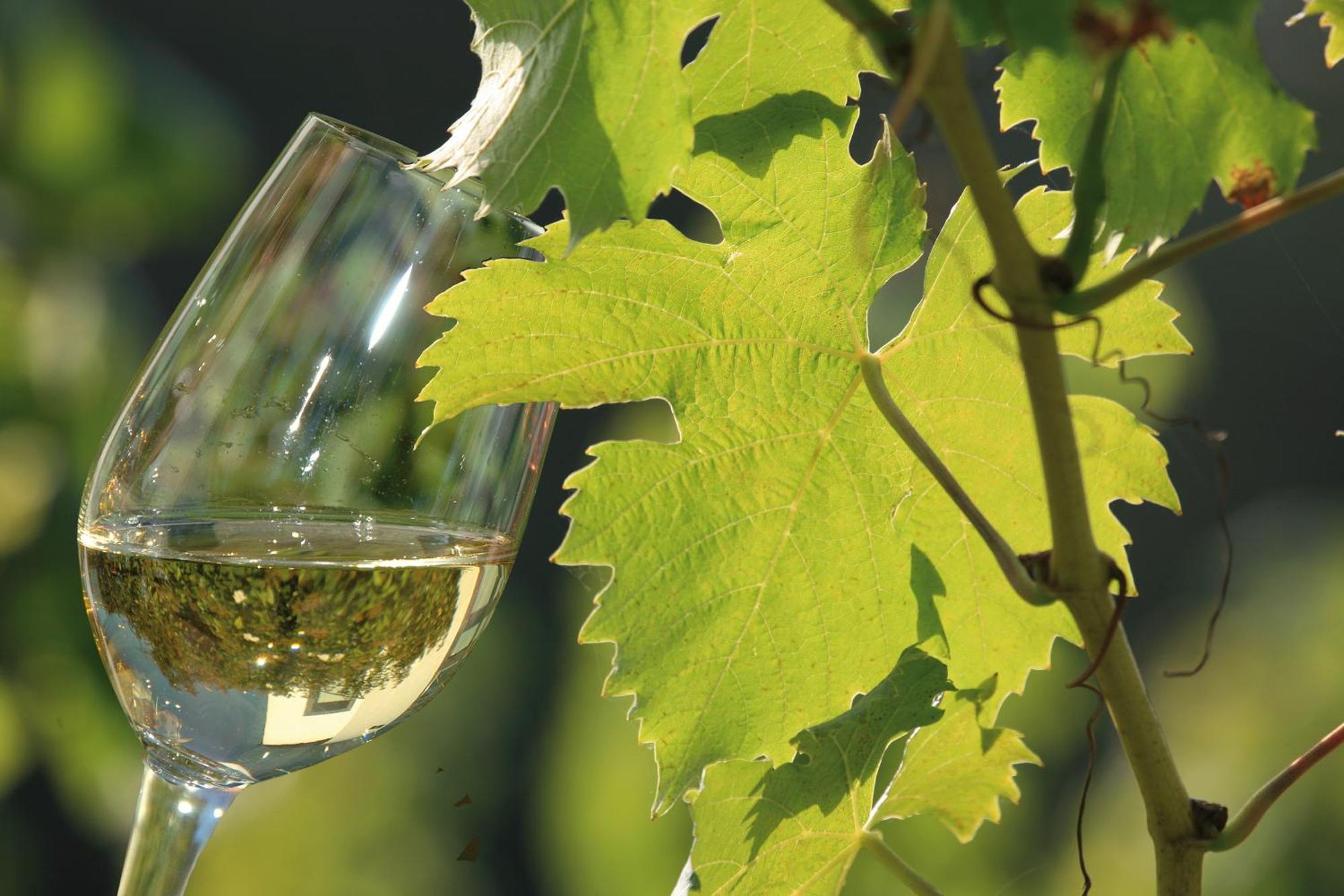 Weingut Rosenbaum Lägenhet Briedel Exteriör bild