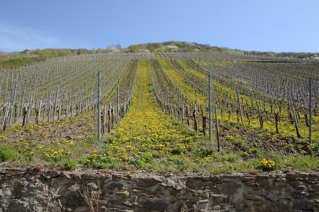 Weingut Rosenbaum Lägenhet Briedel Exteriör bild